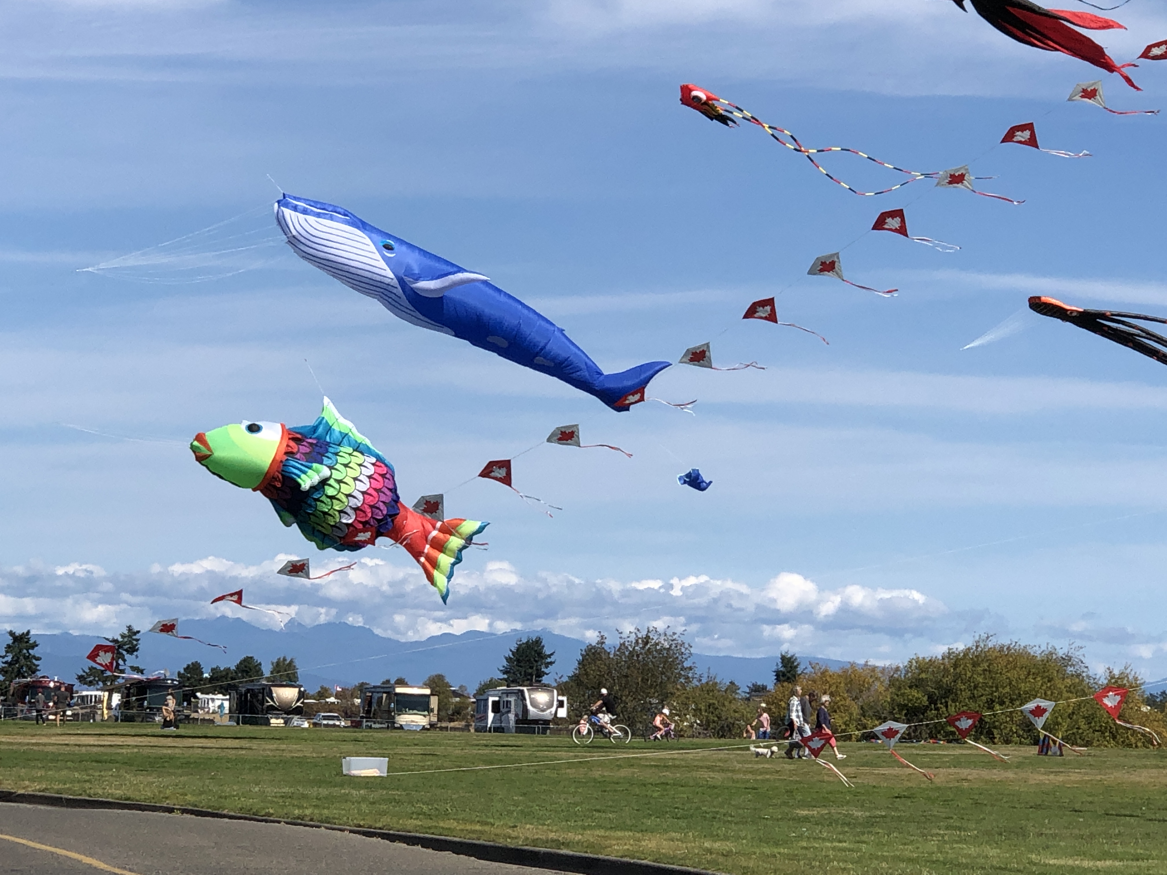 kites kites
