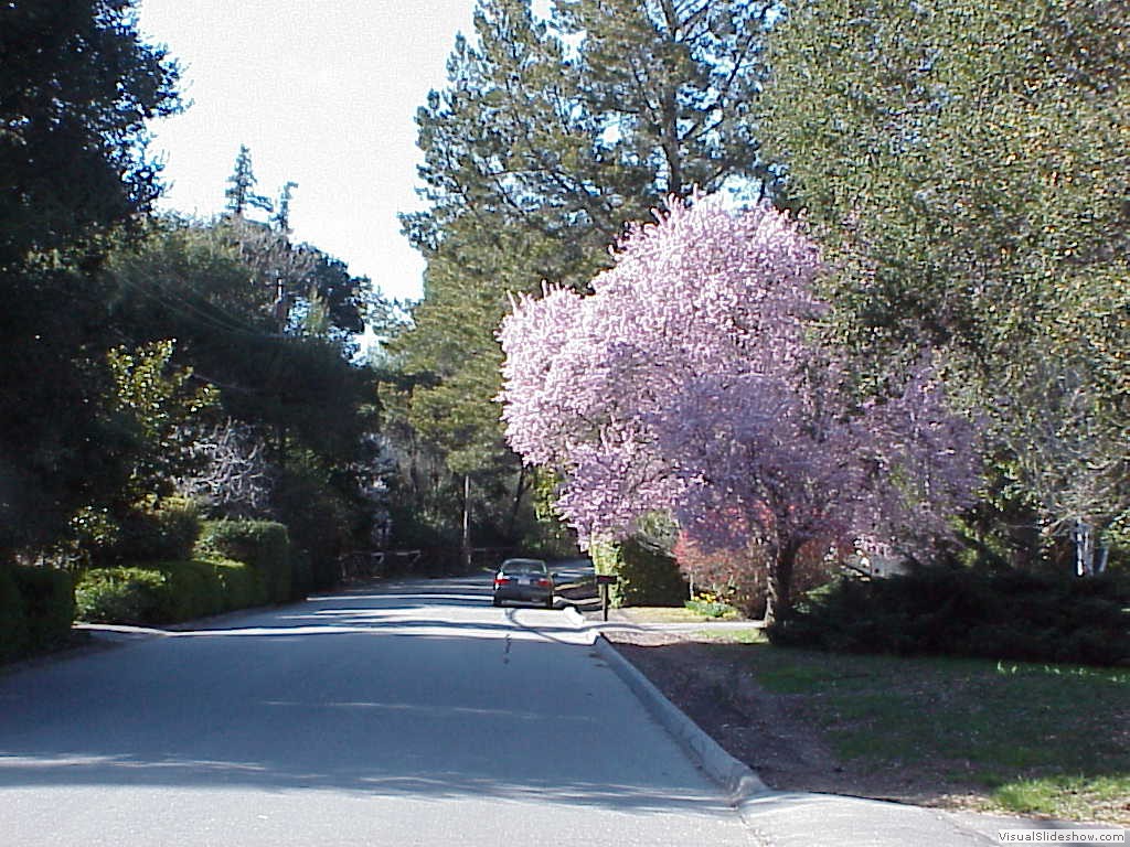 Blossoms in Portola Valley