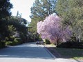 Blossoms in Portola Valley