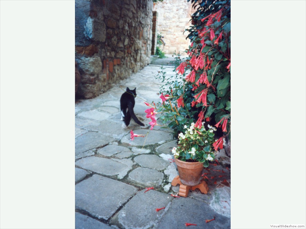 Gatto in Assisi