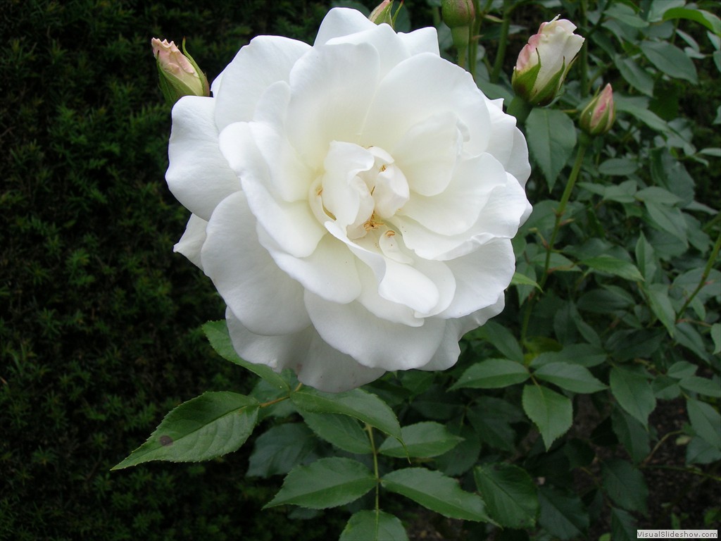 Sissinghurst Castle - White Garden