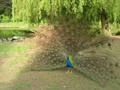 Leeds Castle peacock