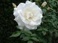 Sissinghurst Castle - White Garden