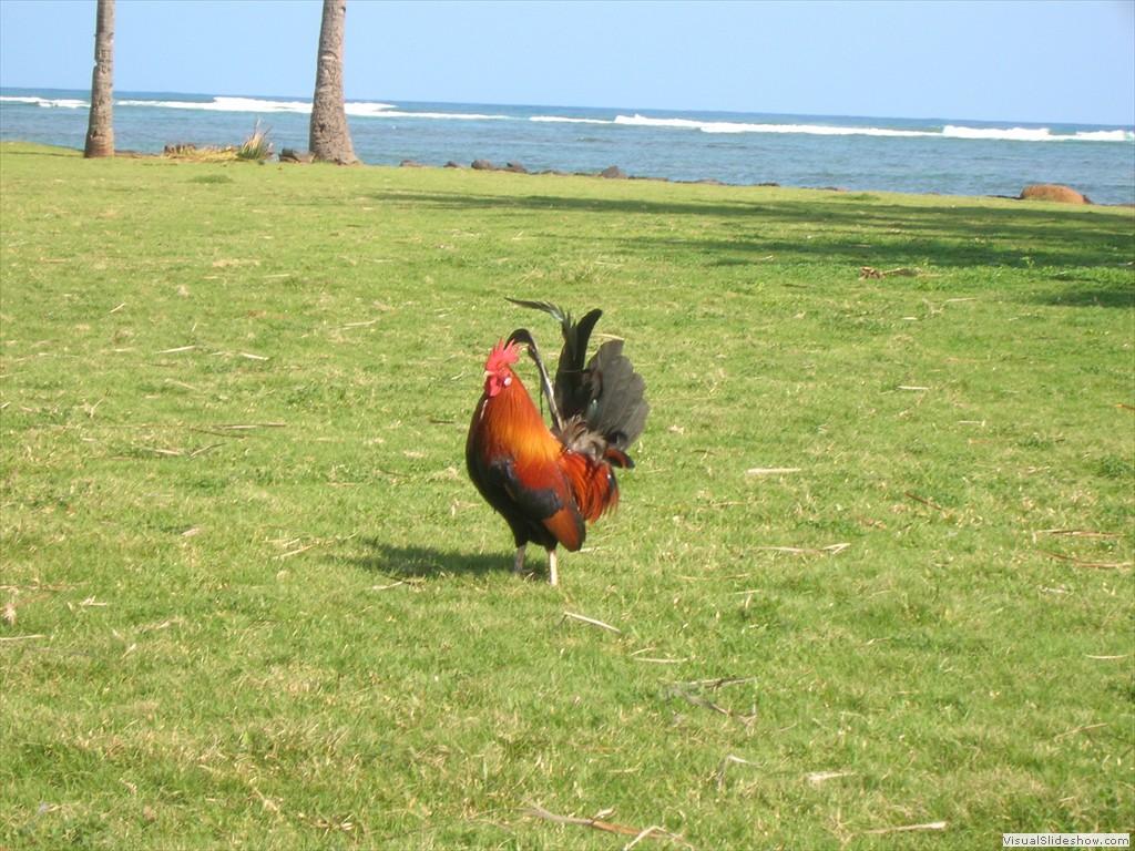 Kauai rooster