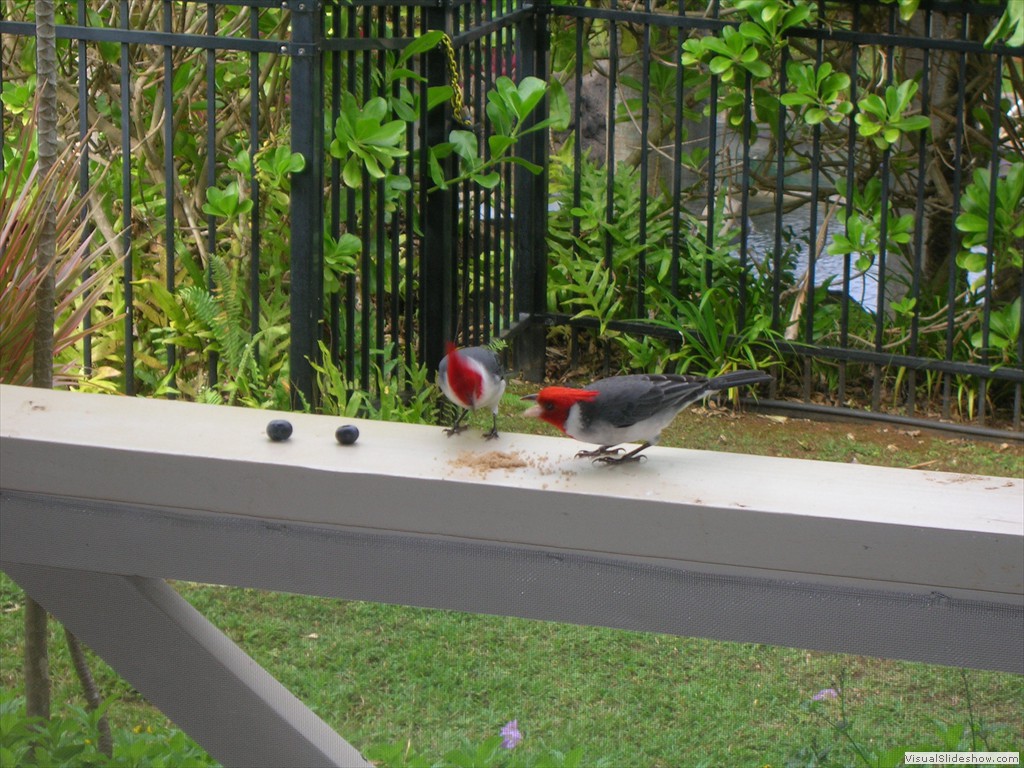 Sugar eating birds