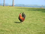 Kauai rooster