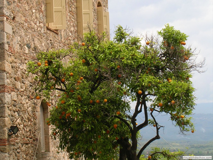 Orange tree on church
