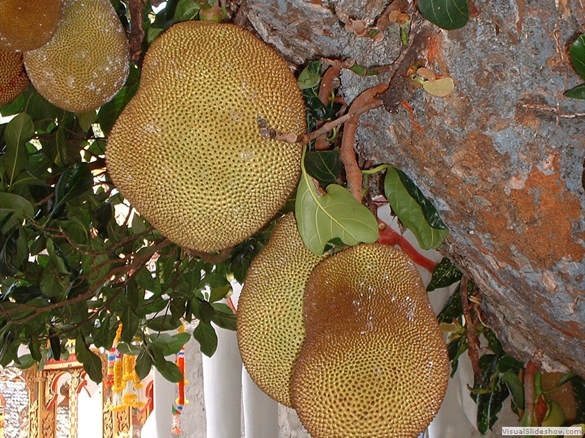 jack fruit close up