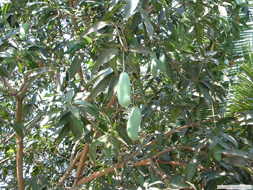 mangos