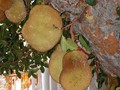 jack fruit close up