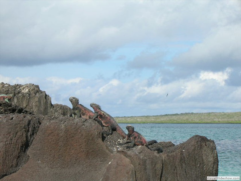 Christmas (Marine) Iguanas