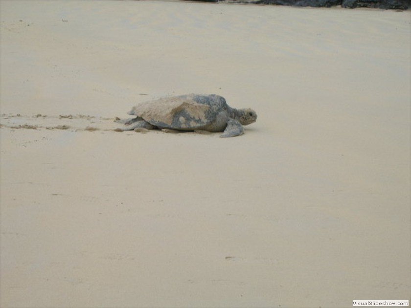 Marine Turtle after laying her eggs