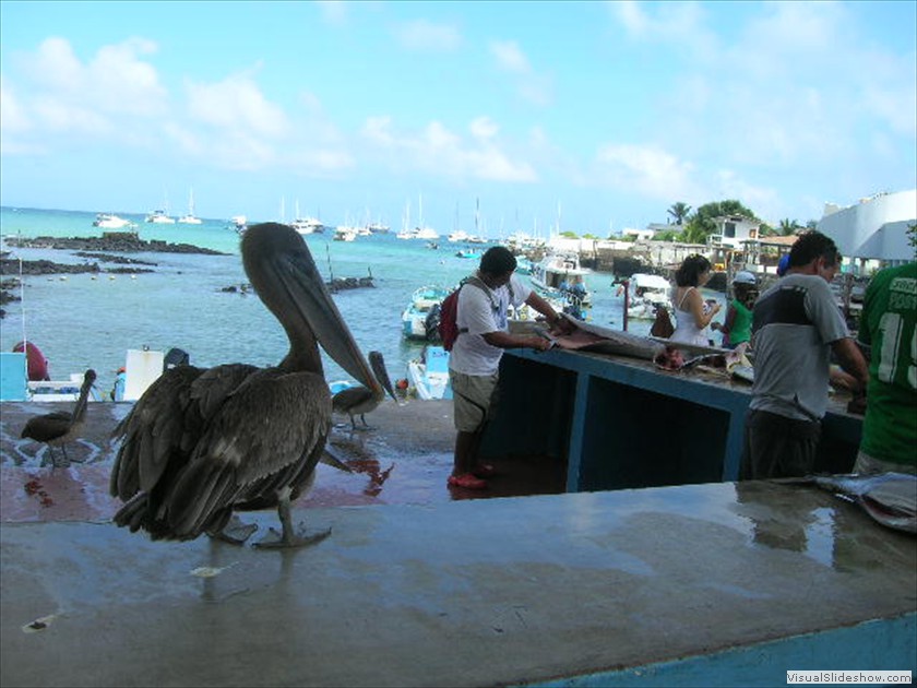 Fish shop with Brown Pelican waiting for handouts