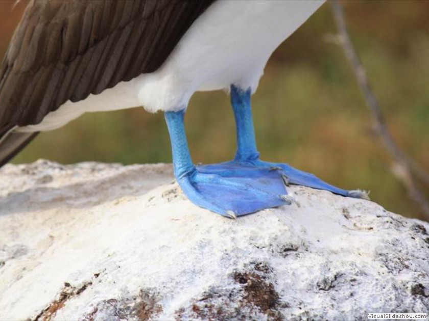 Blue Footed