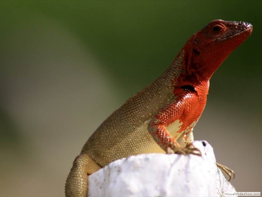 Lava Lizard