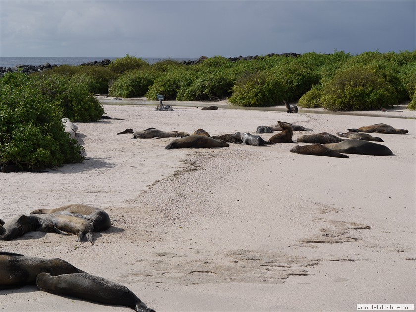 Galapagos Sea Lions doing what they do best