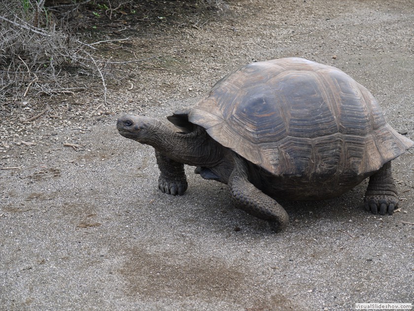 Giant Tortise