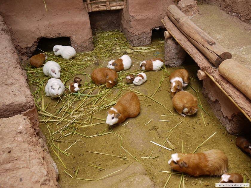 Guinea Pigs for dinner?