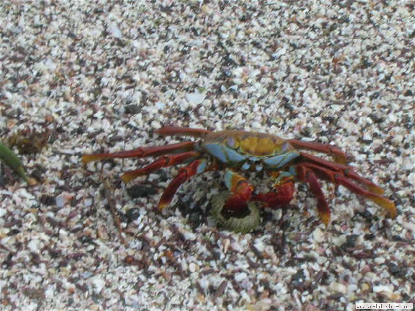 Sally Lightfoot Crab at lunch