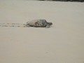 Marine Turtle after laying her eggs