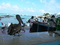 Fish shop with Brown Pelican waiting for handouts