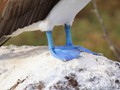 Blue Footed