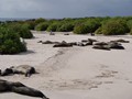 Galapagos Sea Lions doing what they do best