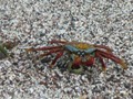 Sally Lightfoot Crab at lunch