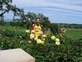 Smelling the roses at Rochioli Winery